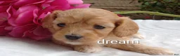 Cavapoo dogs for sale: Hadley - Ad 4