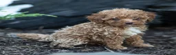 Toy Poodle dogs for sale: Guy Toy Poodle  - Ad 3
