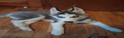 Siberian Husky dogs for sale: Siberian Husky 1 - Ad 2