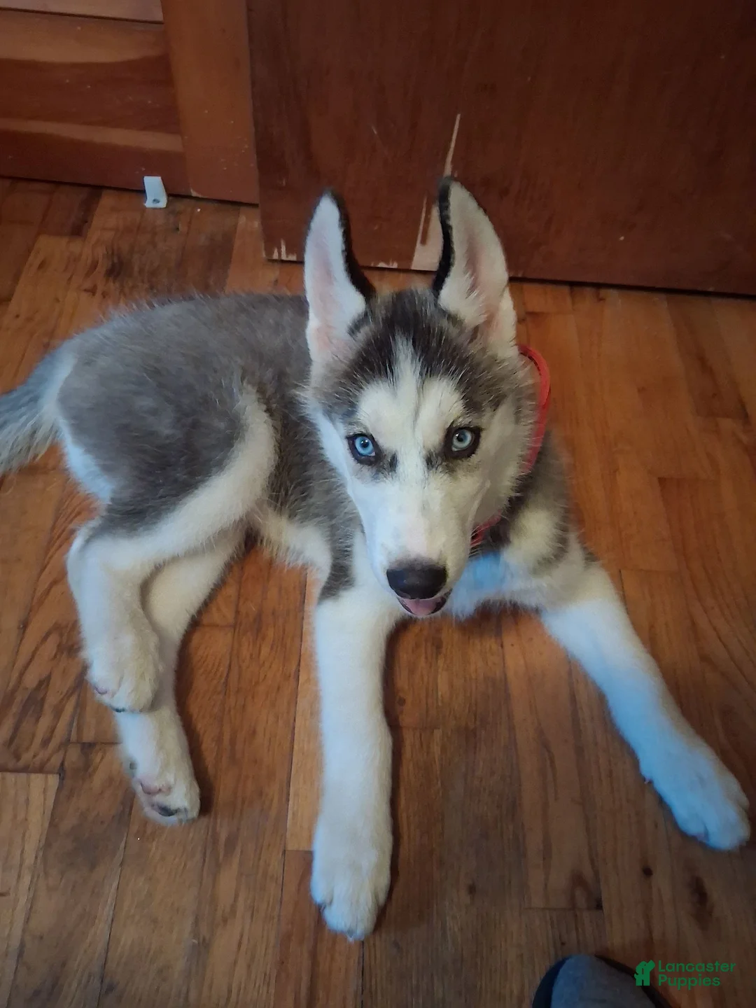 Siberian Husky dogs for sale: Siberian Husky 1 - Ad 2