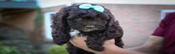 Cavapoo dogs for sale: COCOA - Ad 6
