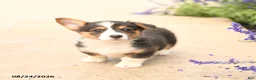 Welsh Corgi Pembroke dogs for sale: Luca - Ad 4