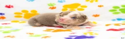 English Bulldog dogs for sale: English Bulldog 6 - Ad 4