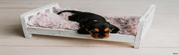Basset Hound dogs for sale: Kimmie - Ad 5