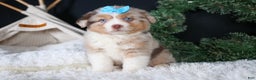 Miniature Australian Shepherd dogs for sale: SCOOTER - Ad 2