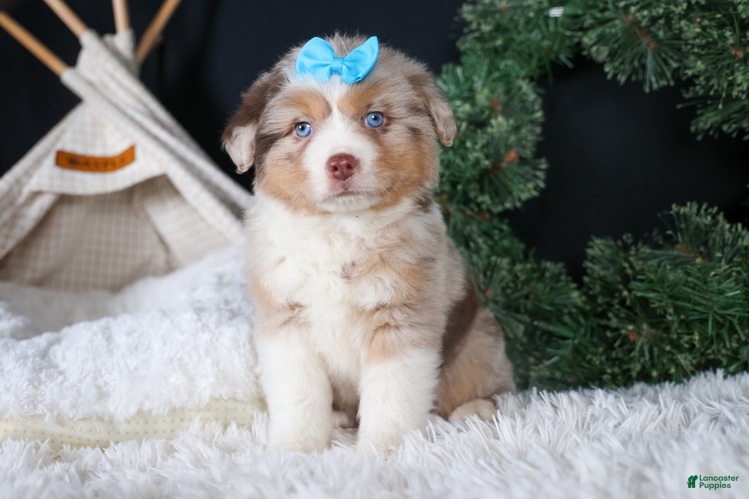 Miniature Australian Shepherd dogs for sale: SCOOTER - Ad 2