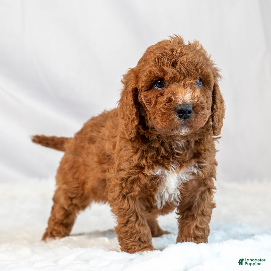 Mini Goldendoodle dogs for sale: Layton - Ad 4