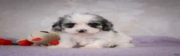 Cavapoo dogs for sale: Penny - Ad 5