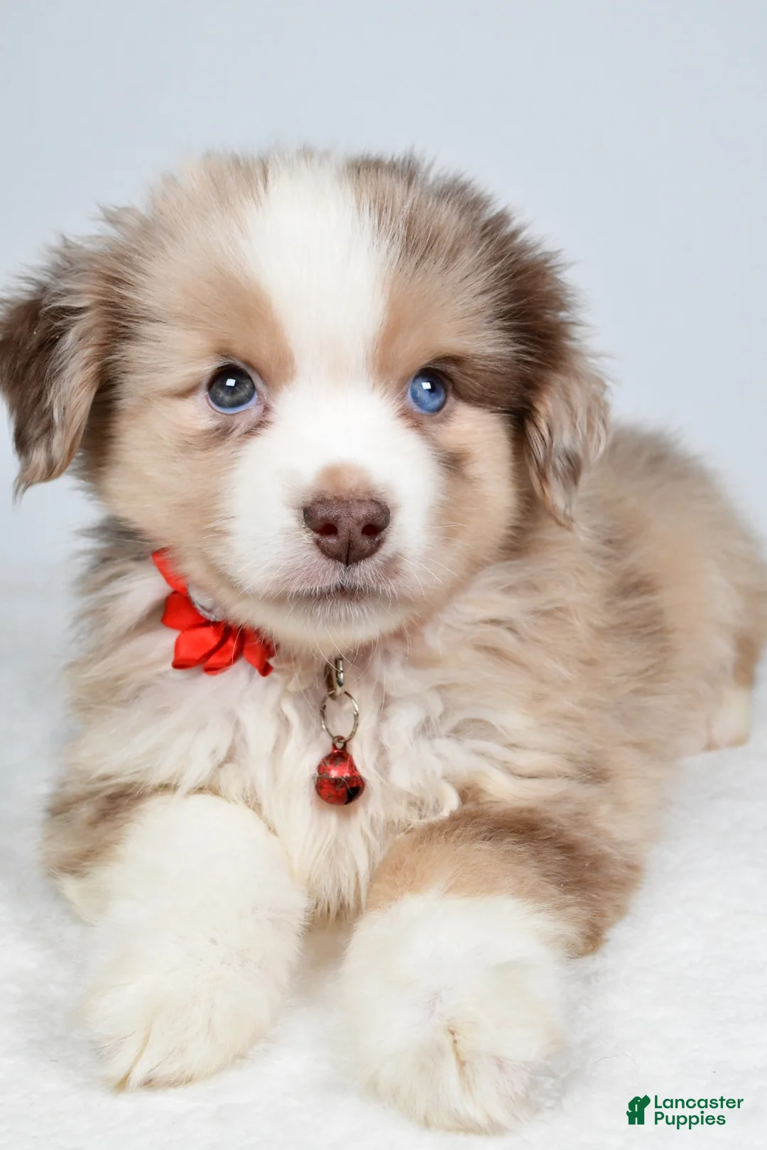 Miniature Australian Shepherd dogs for sale: Daisy - Ad 2