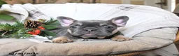 French Bulldog dogs for sale: Tracy - Ad 2