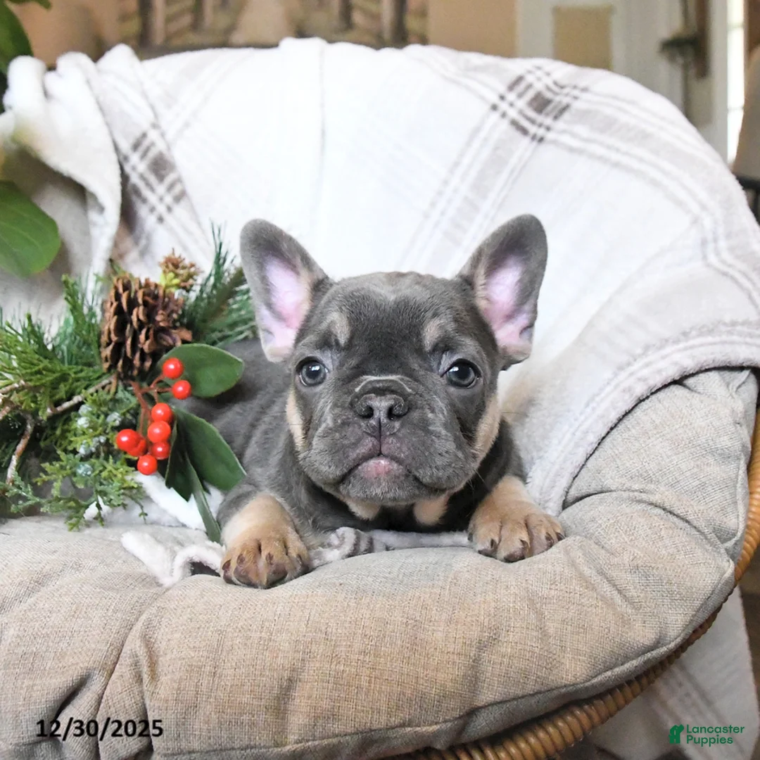 French Bulldog dogs for sale: Tracy - Ad 2