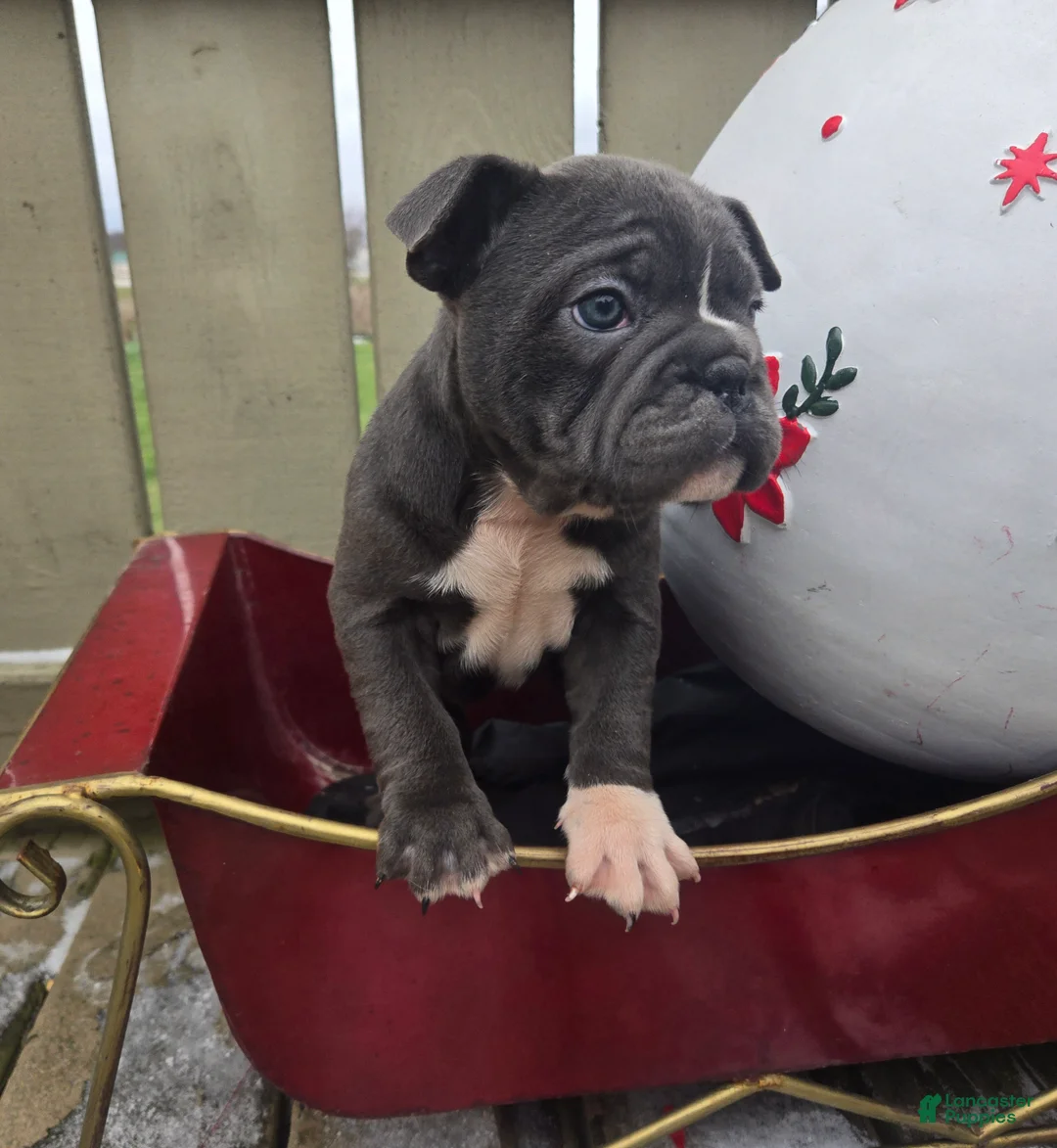 French Bulldog dogs for sale: Grace - Ad 4