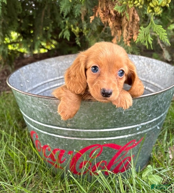 Dachshund dogs Pippa - Ad 2
