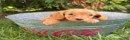 Dachshund dogs for sale: Pippa - Ad 2