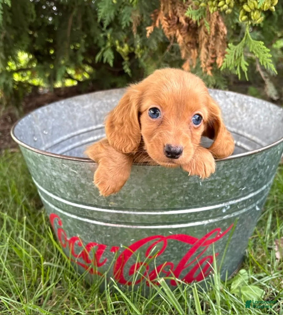 Dachshund dogs for sale: Pippa - Ad 2