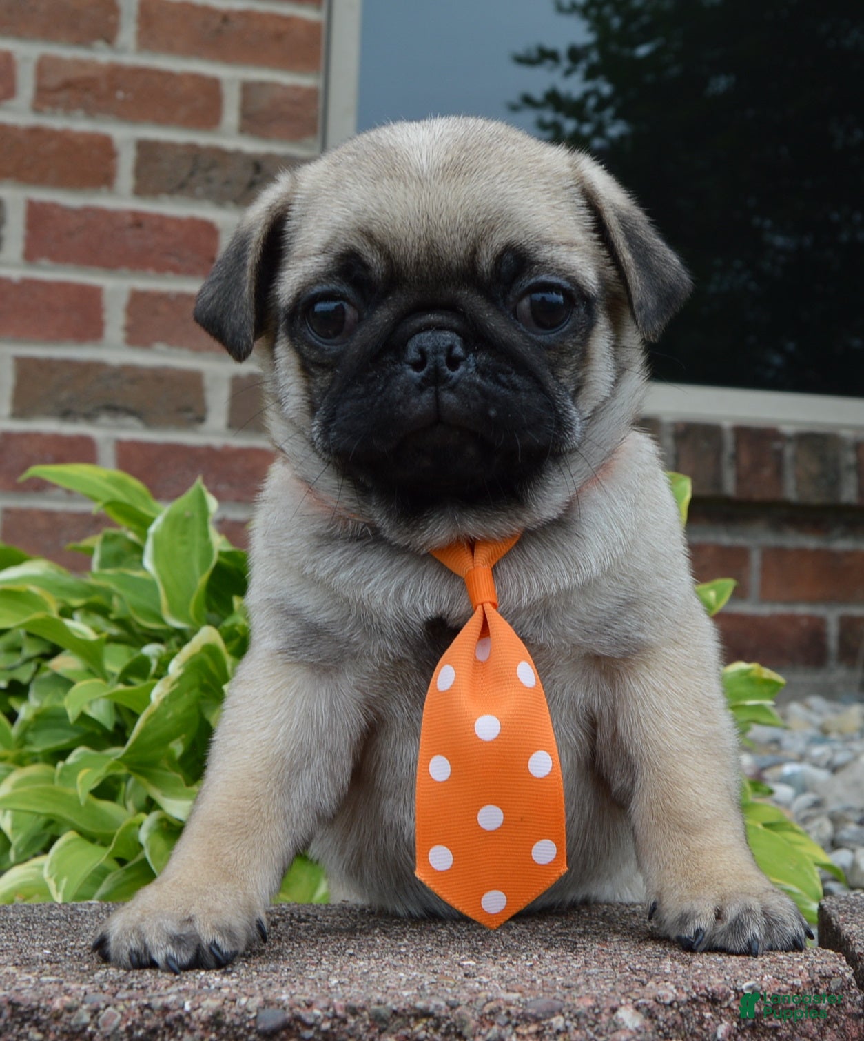 Pug dogs Porter - Ad 1