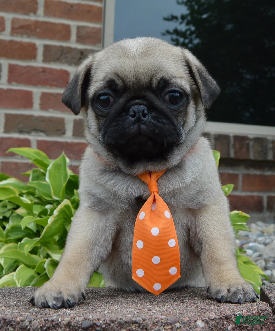 Pug dogs for sale: Porter - Ad 1