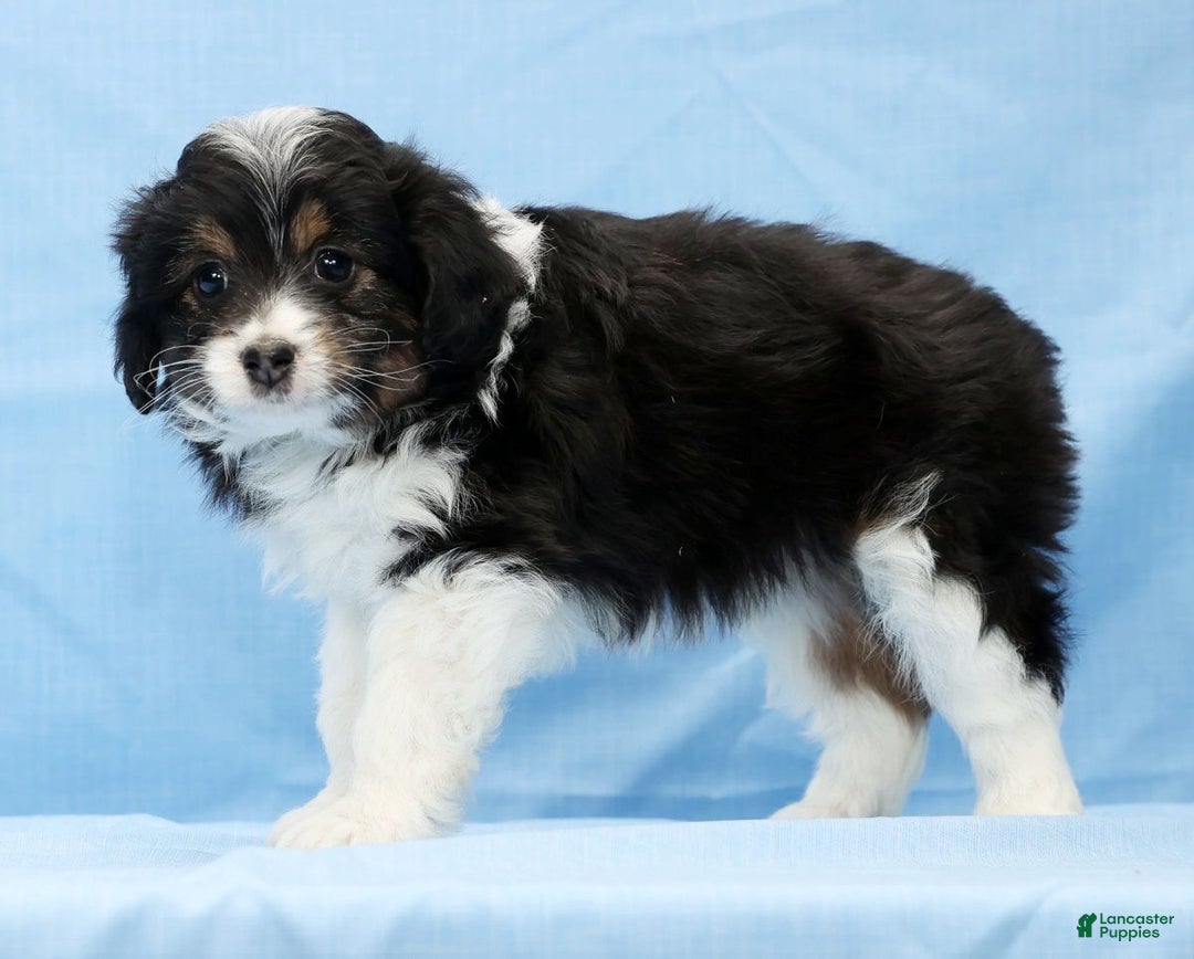 Mini Aussiedoodle dogs for sale: West - Ad 8