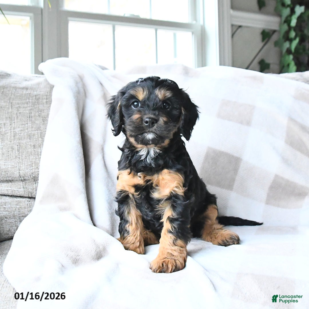 Cavapoo dogs for sale: Kyla - Ad 1