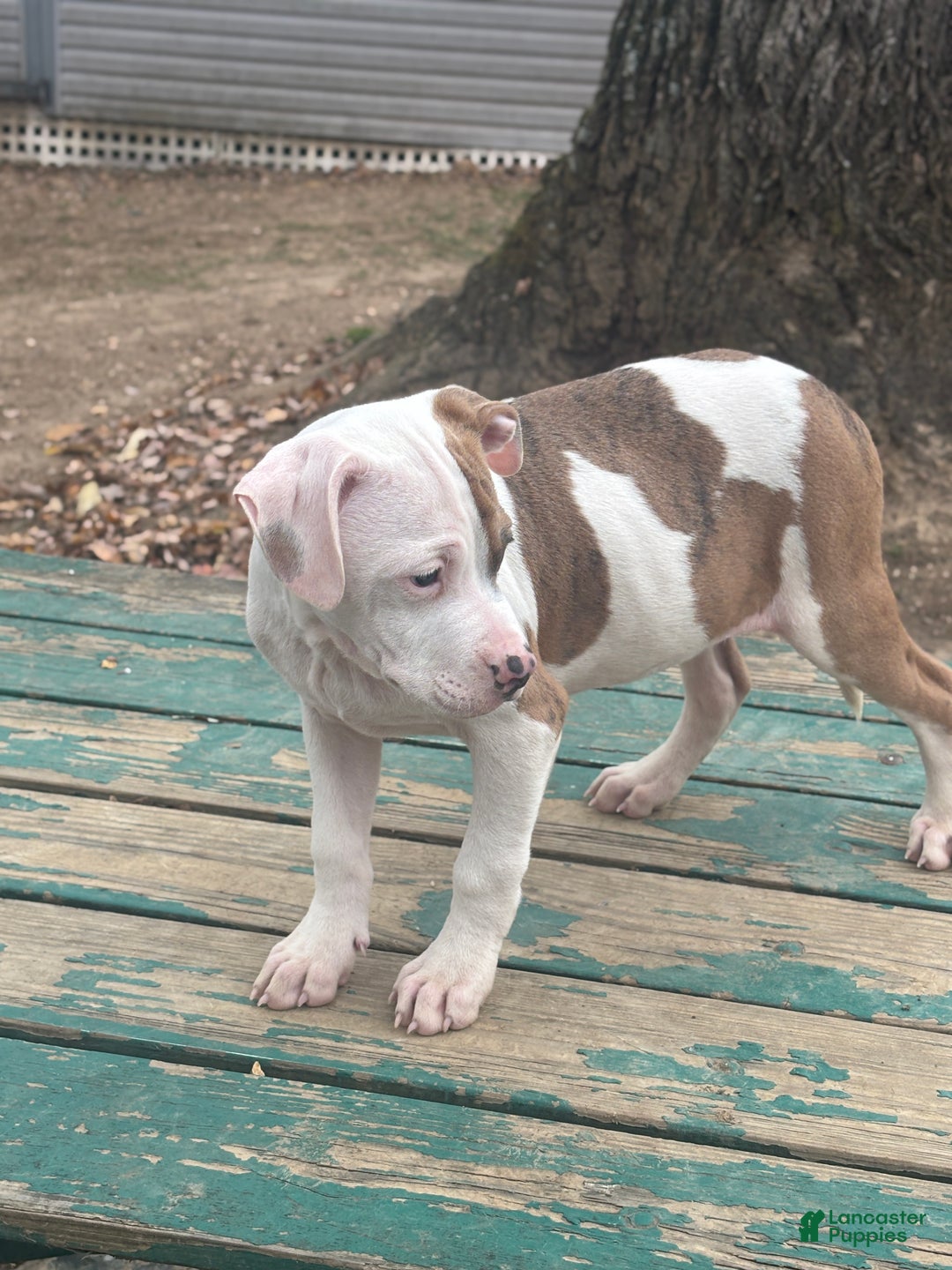 Mixed Breed dogs for sale: Rambo - Ad 4