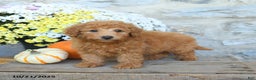 Miniature Poodle dogs for sale: Skipper - Ad 3