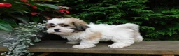 Teddy Bear dogs for sale: Chief - Ad 3