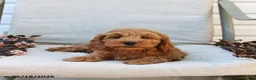 Cockapoo dogs for sale: Jaden - Ad 9