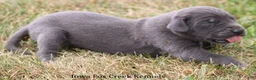 Great Dane dogs for sale: Sophie - Ad 4