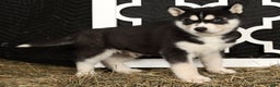 Siberian Husky dogs for sale: Trooper - Ad 4