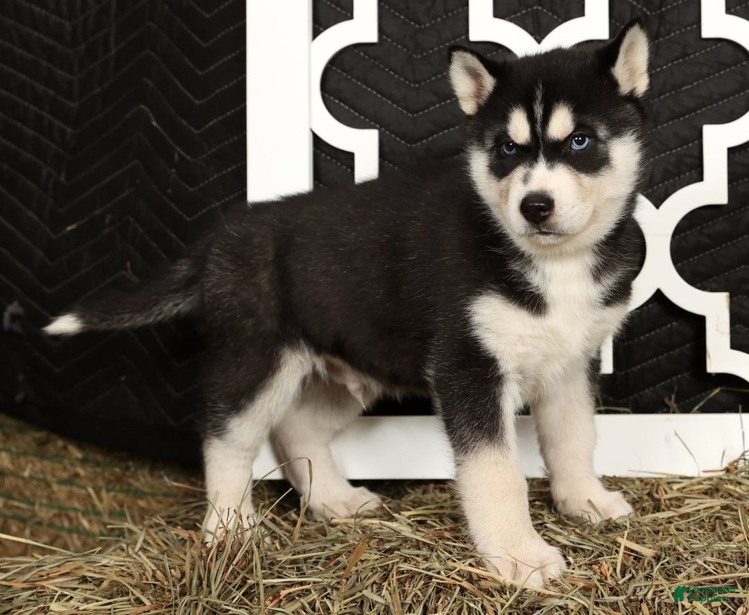 Siberian Husky dogs for sale: Trooper - Ad 4