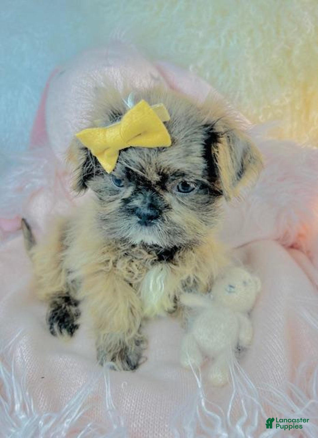 Shih Tzu dogs for sale: Shih Tzu Puppy 1 - Ad 3