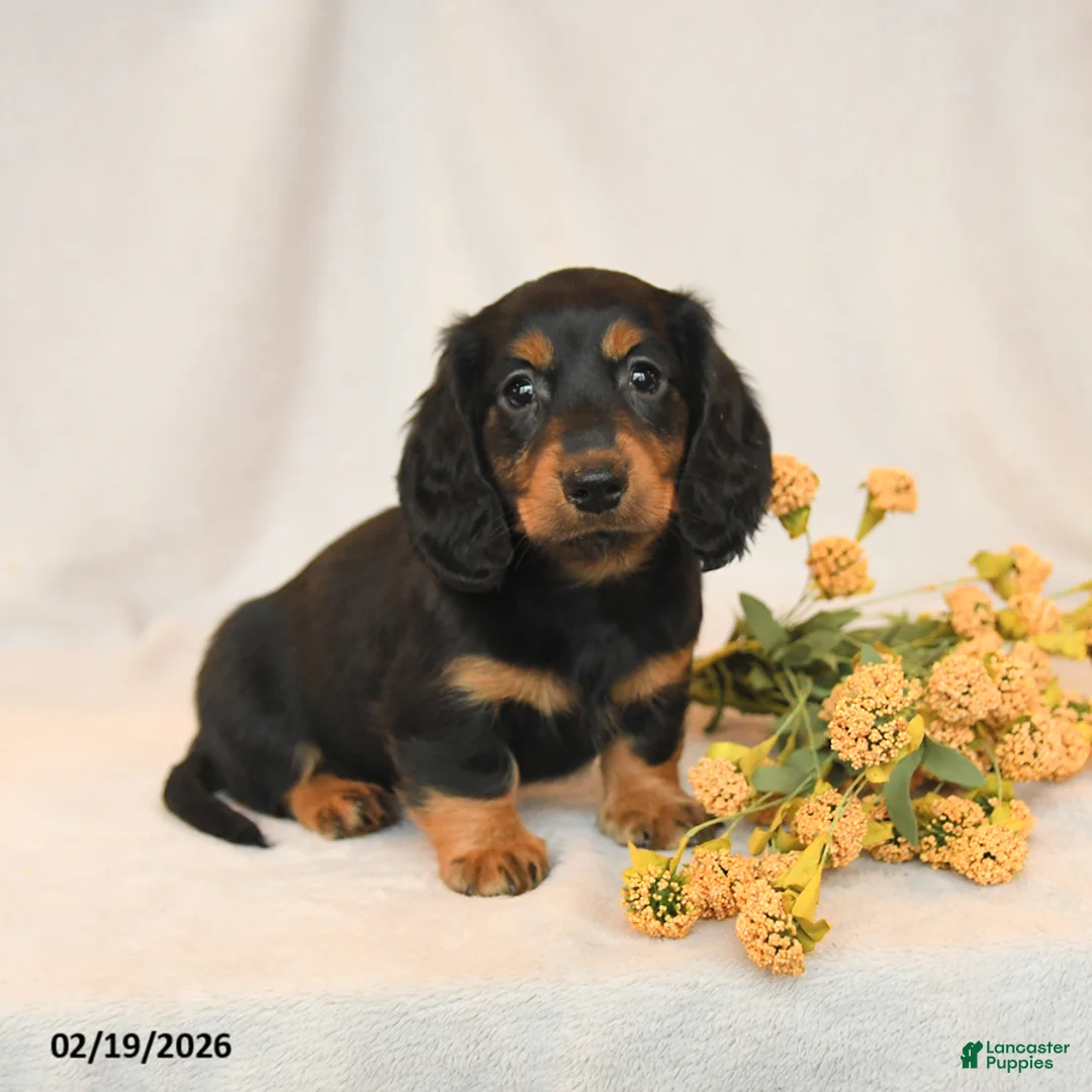 Miniature Dachshund dogs for sale: Blake - Ad 3