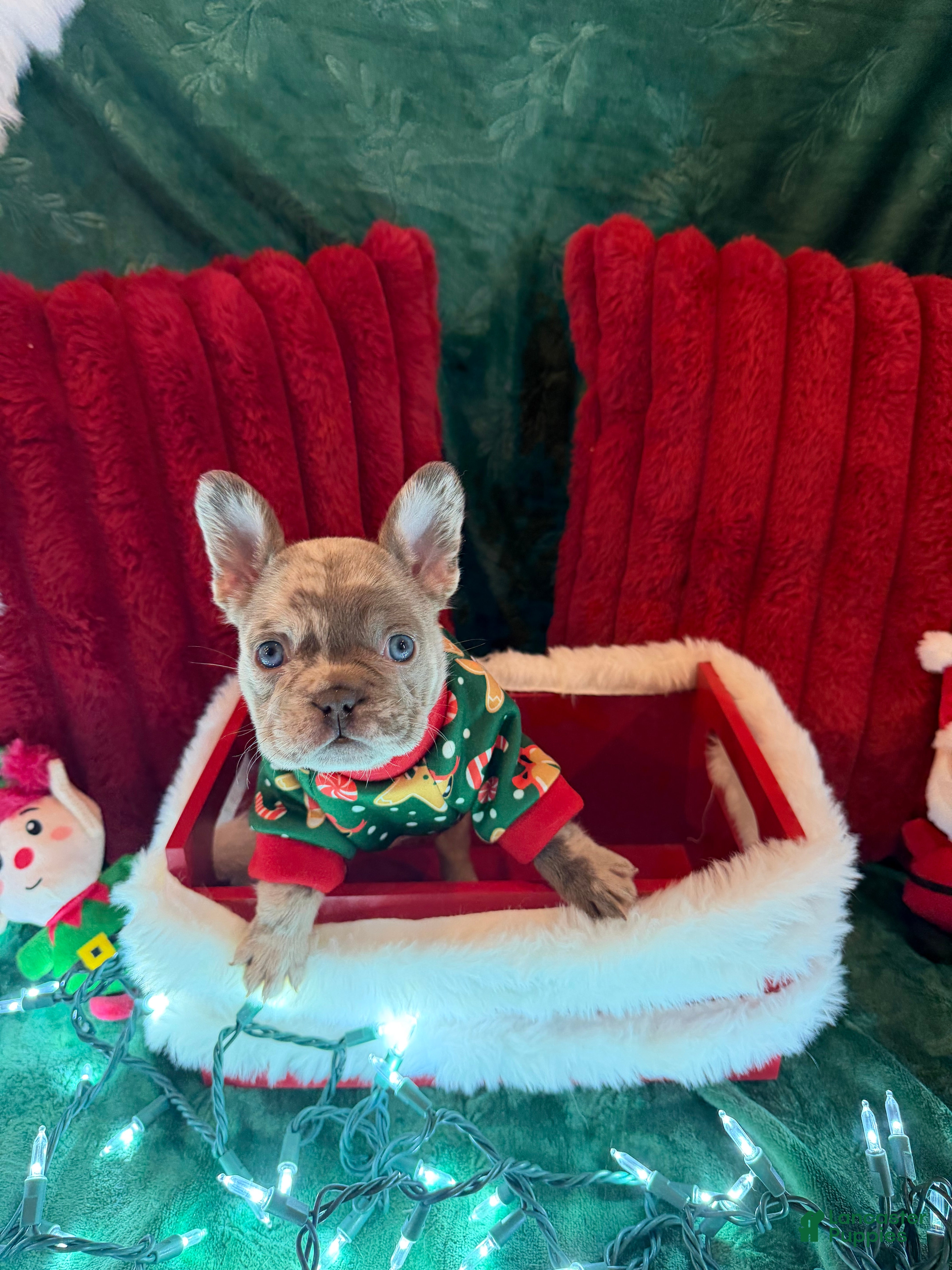 French Bulldog dogs Patch - Ad 8