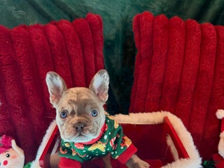 French Bulldog dogs Patch - Ad 2