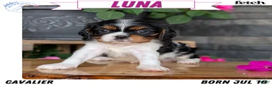 Luna