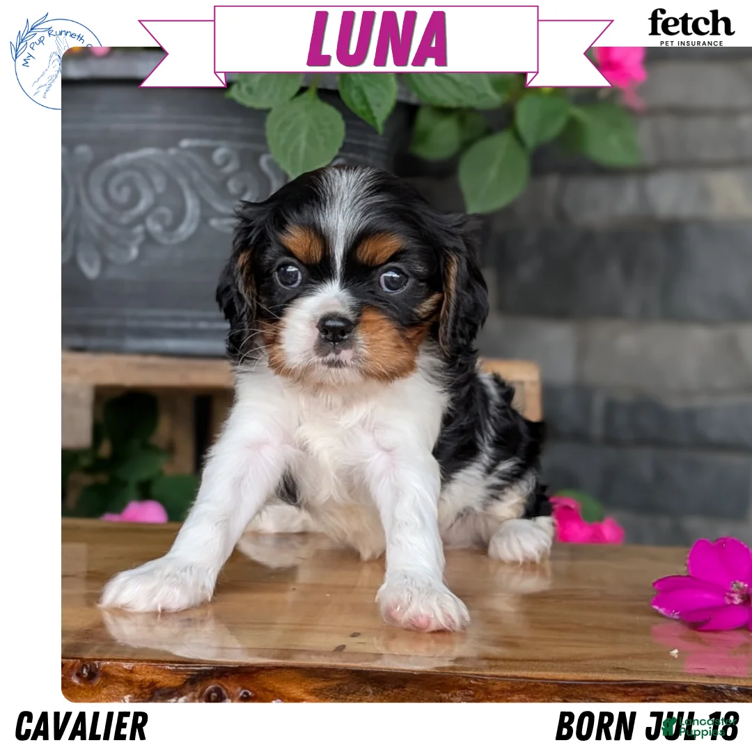 Cavalier King Charles Spaniel dogs for sale: Luna - Ad 1