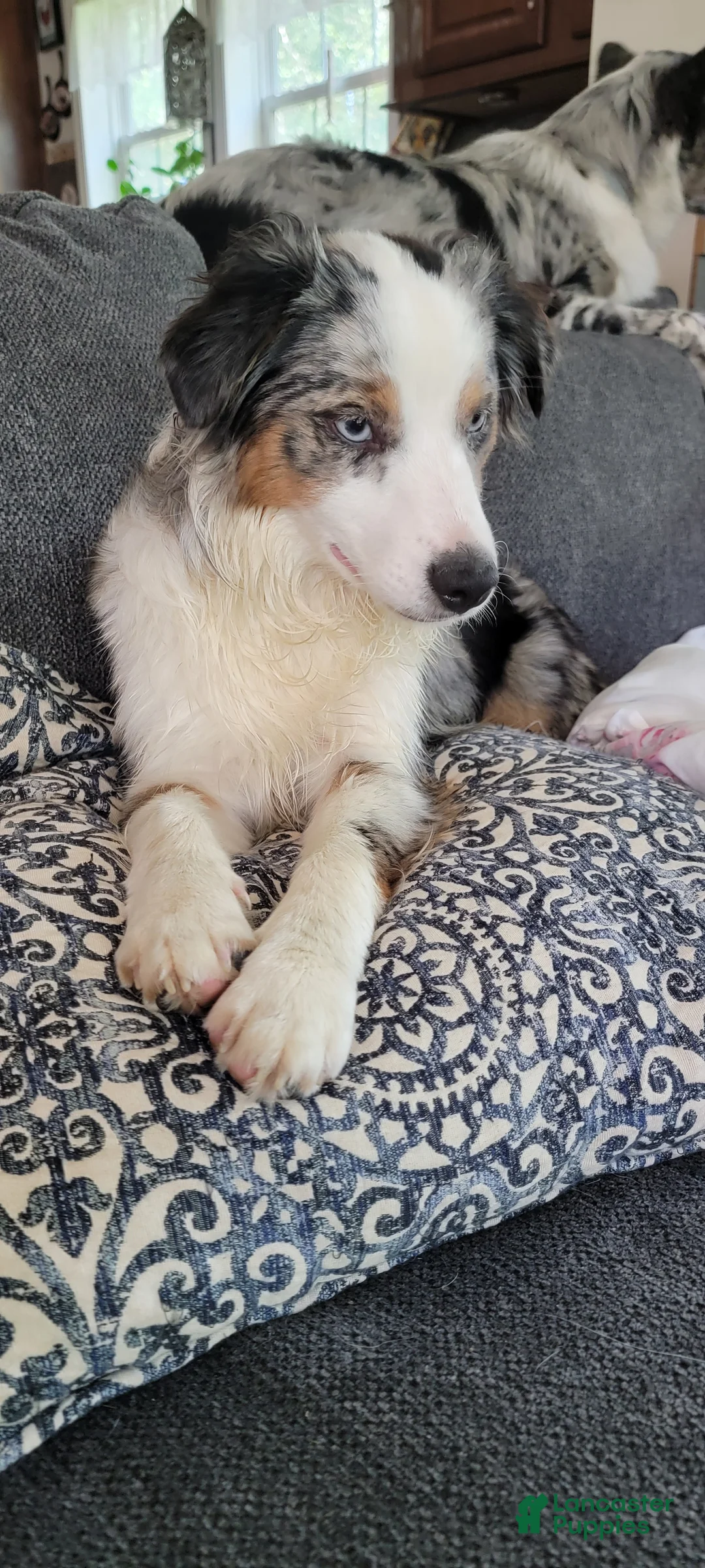 Miniature Australian Shepherd dogs for sale: Miniature Australian Shepherd Puppy 4 - Ad 1