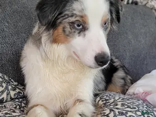 Miniature Australian Shepherd dogs Miniature Australian Shepherd Puppy 4 - Ad 41