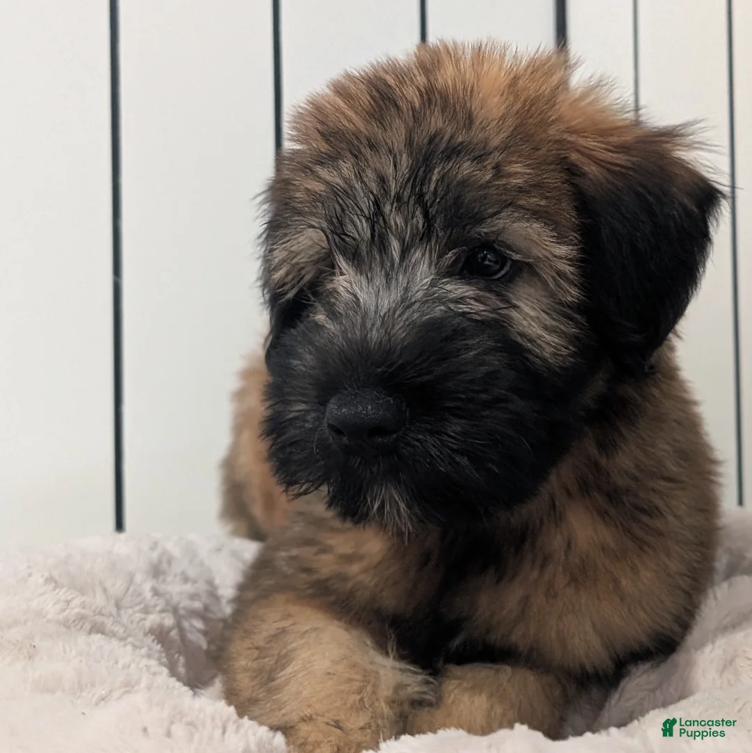 Soft Coated Wheaten Terrier dogs for sale: Silk - Ad 2