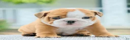 English Bulldog dogs for sale: Bentley - Ad 3