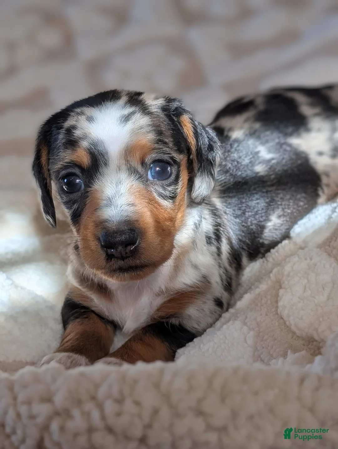 Miniature Dachshund dogs for sale: Miniature Dachshund Puppy 1 - Ad 4