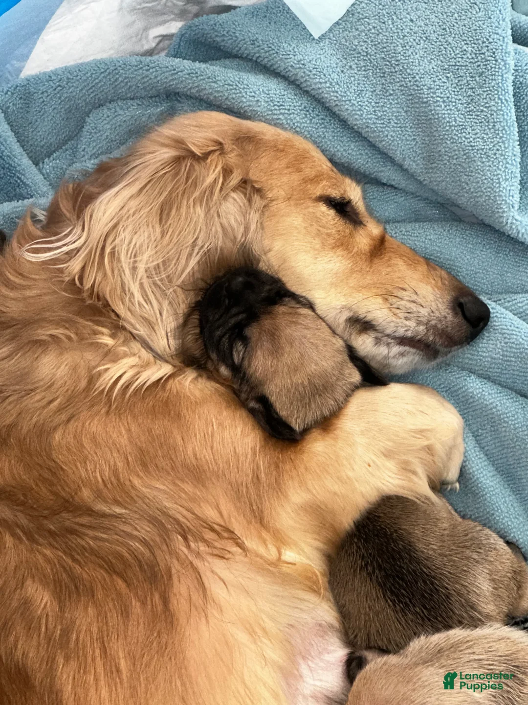 Mixed Breed dogs for sale: Mixed Breed Puppy 3 - Ad 2