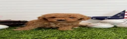 Cavapoo dogs for sale: Homer - Ad 3