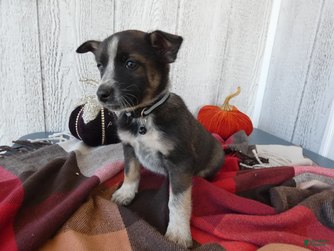 Australian Cattle Dog dogs for sale: Australian Cattle Dog 8 Maddie - Ad 2