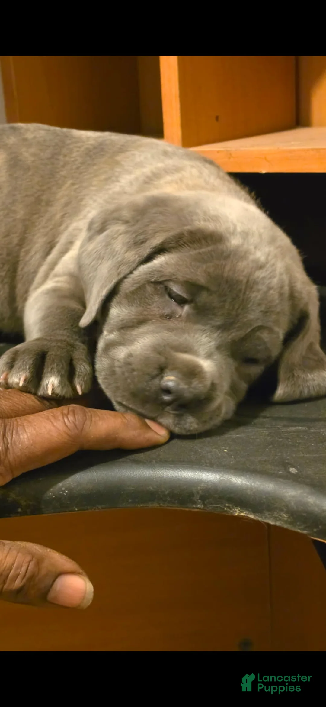 Cane Corso dogs for sale: Beauty  - Ad 9