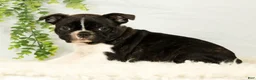 Frenchton dogs for sale: Malta - Ad 4