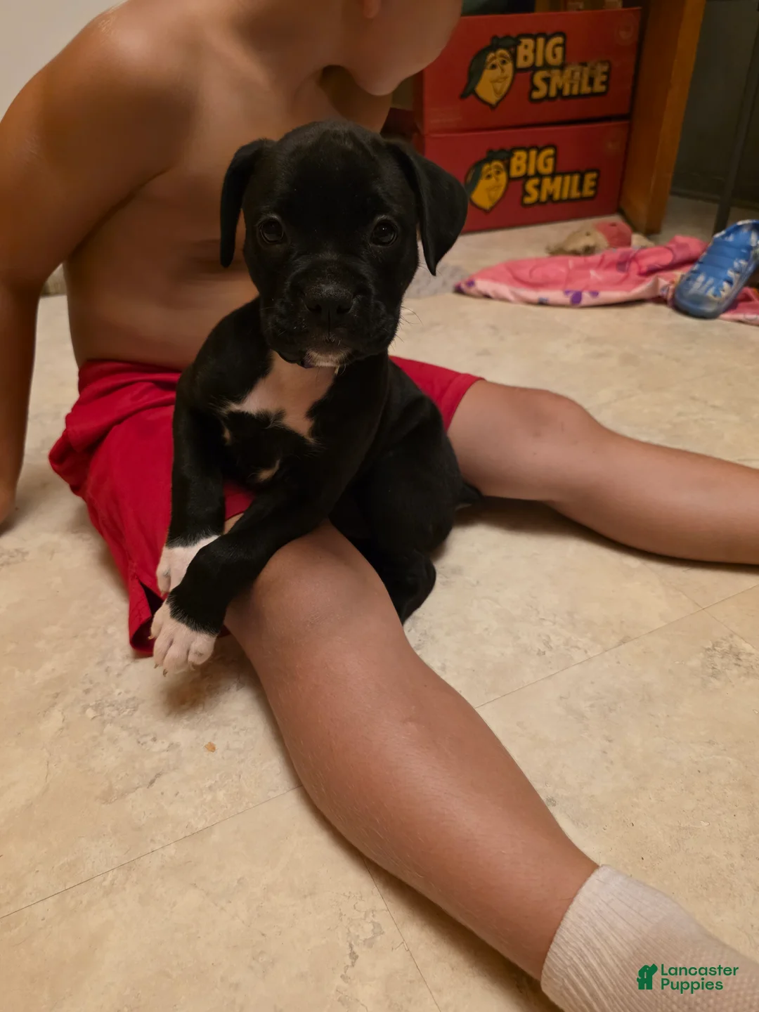 Boxer dogs for sale: Syntyche - Ad 2