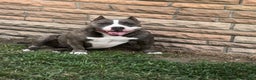 American Bully dogs for sale: Little baby  - Ad 2
