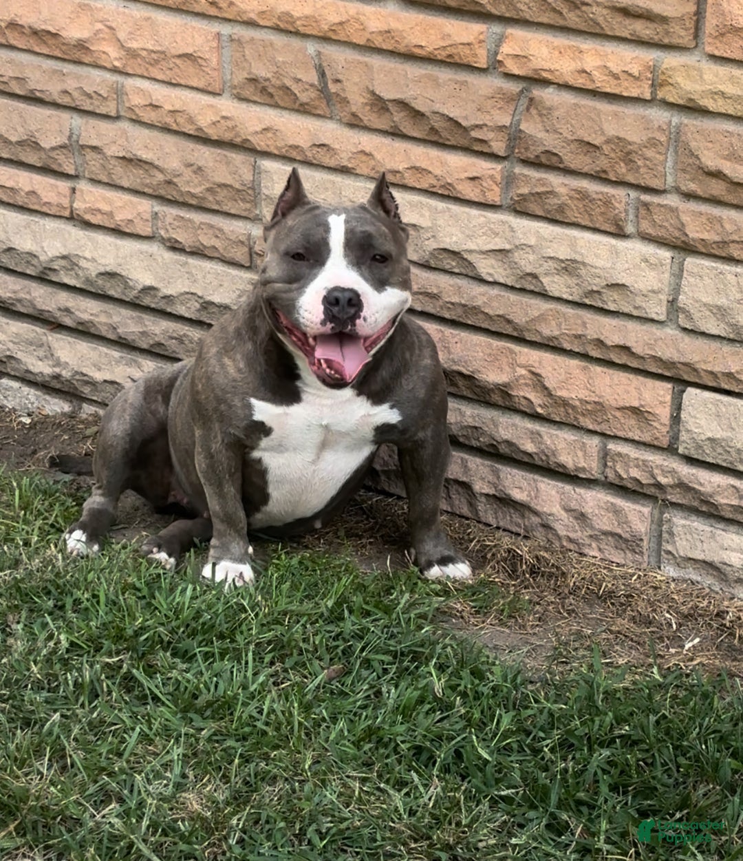 American Bully dogs for sale: Little baby  - Ad 2