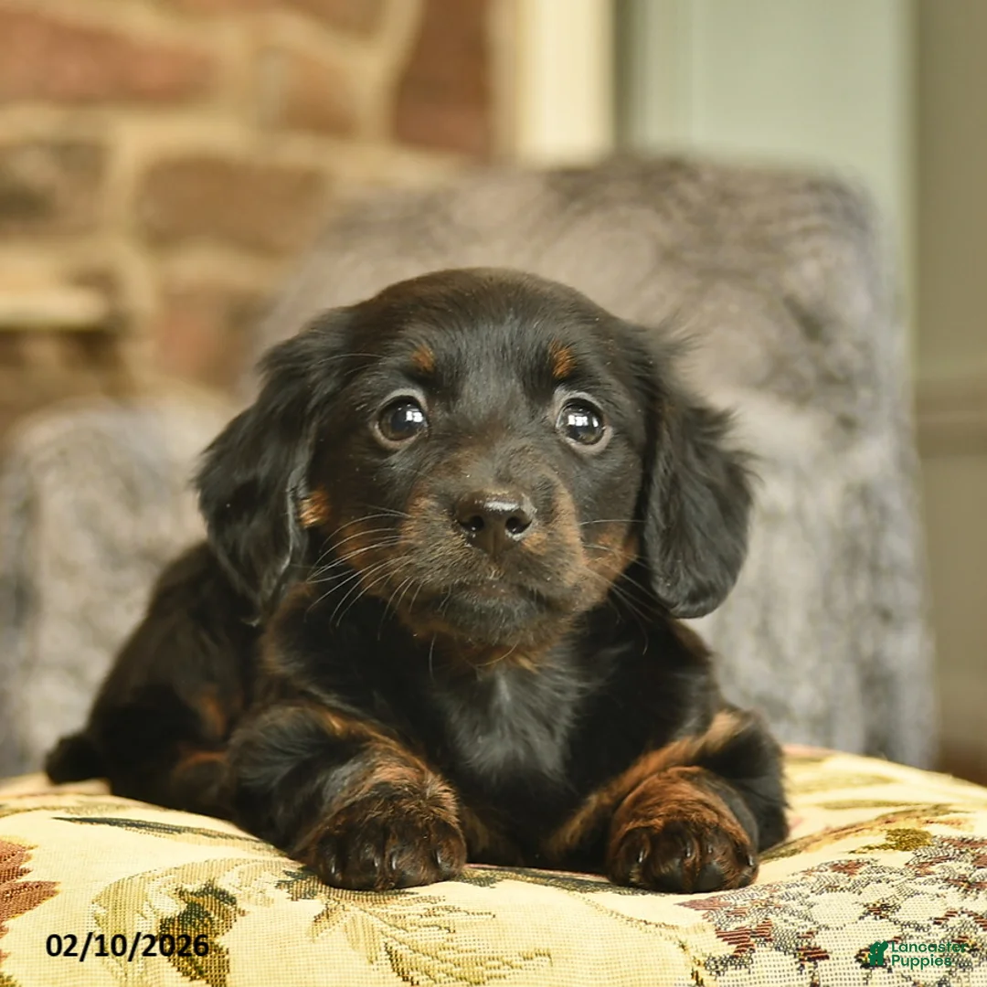 Miniature Dachshund dogs for sale: Minnie  - Ad 4